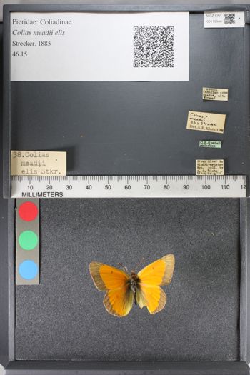 Media type: image;   Entomology 119544